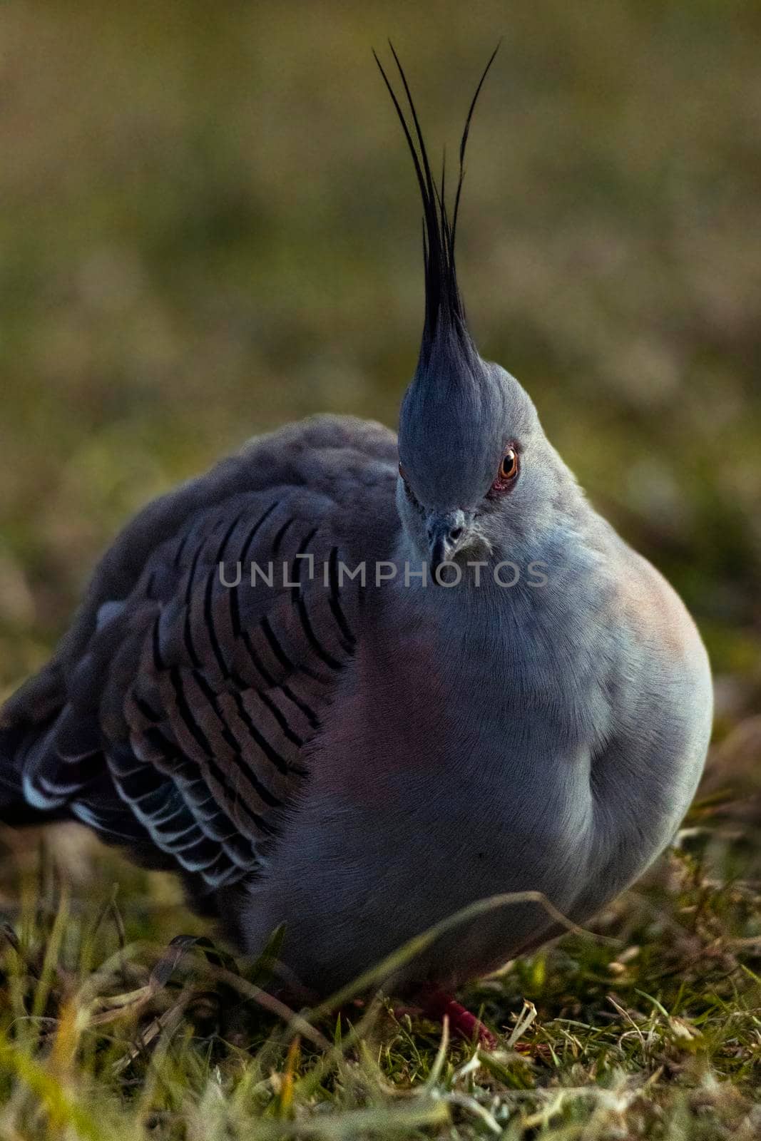 Portrait of a wild Australian pigeon with characteristic crest, Sydney by StefanMal