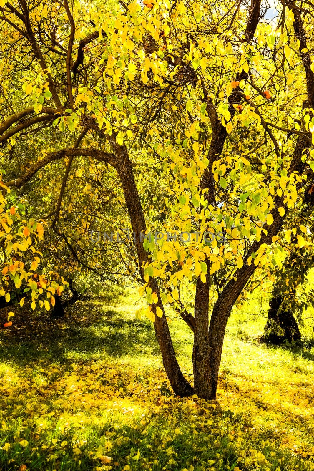 Autumn nature scene background, leaves and trees outdoors by Anneleven