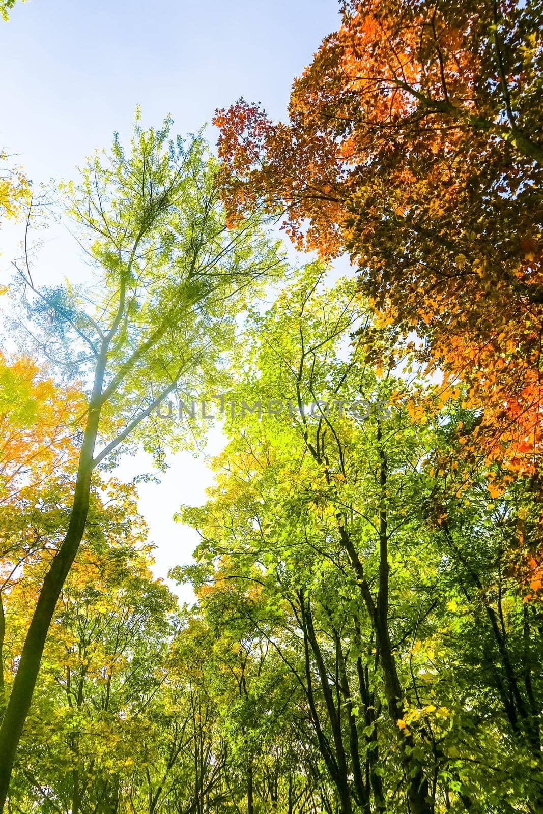 Autumn nature scene background, leaves and trees outdoors by Anneleven