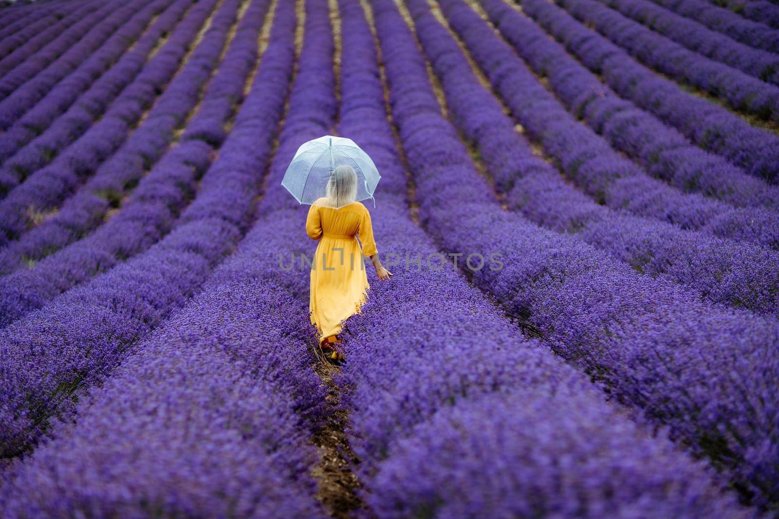 A middle-aged woman in a lavender field walks under an umbrella on a rainy day and enjoys aromatherapy. Aromatherapy concept, lavender oil, photo session in lavender.