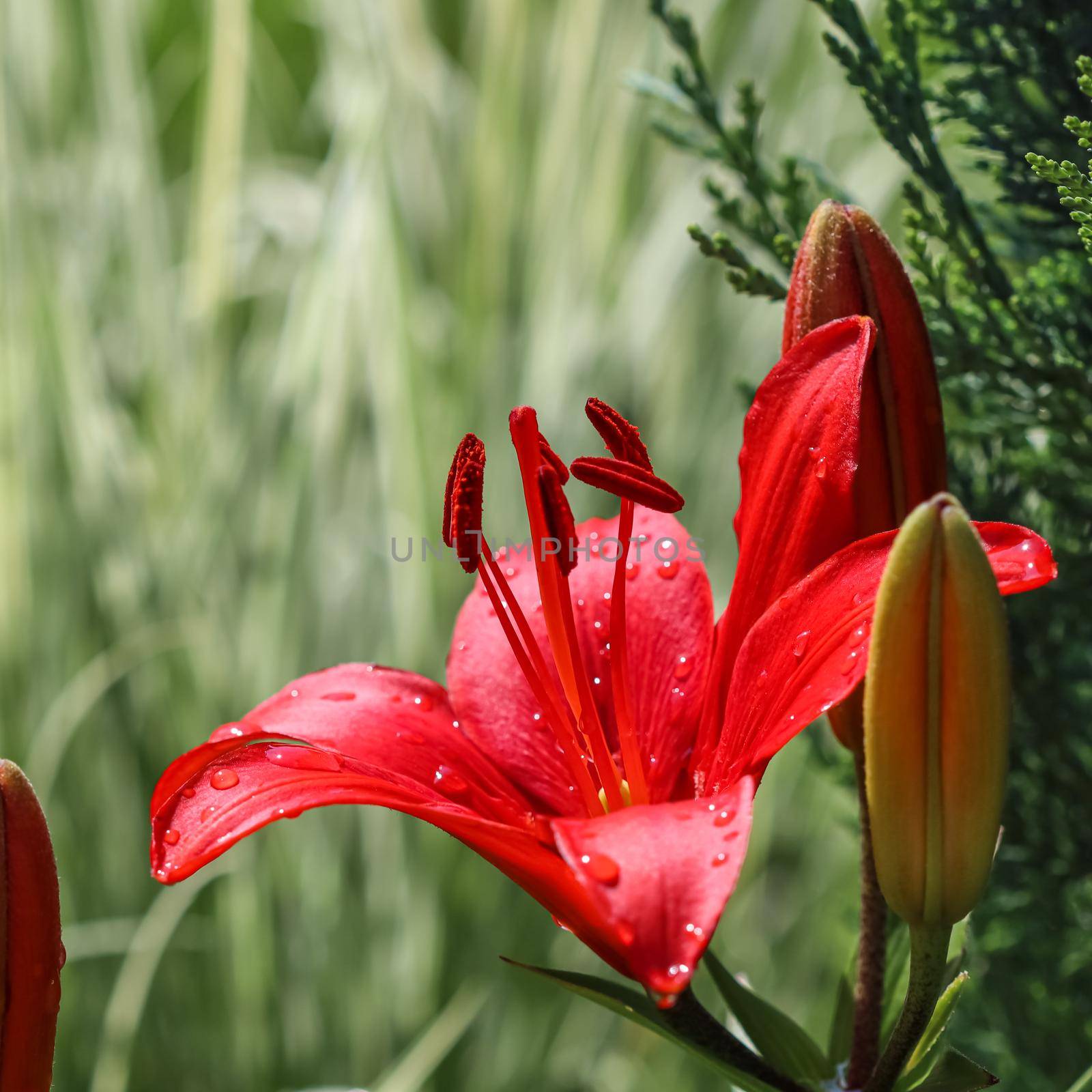 Red lily with dew drops in the garden. Gardening concept. Natural background