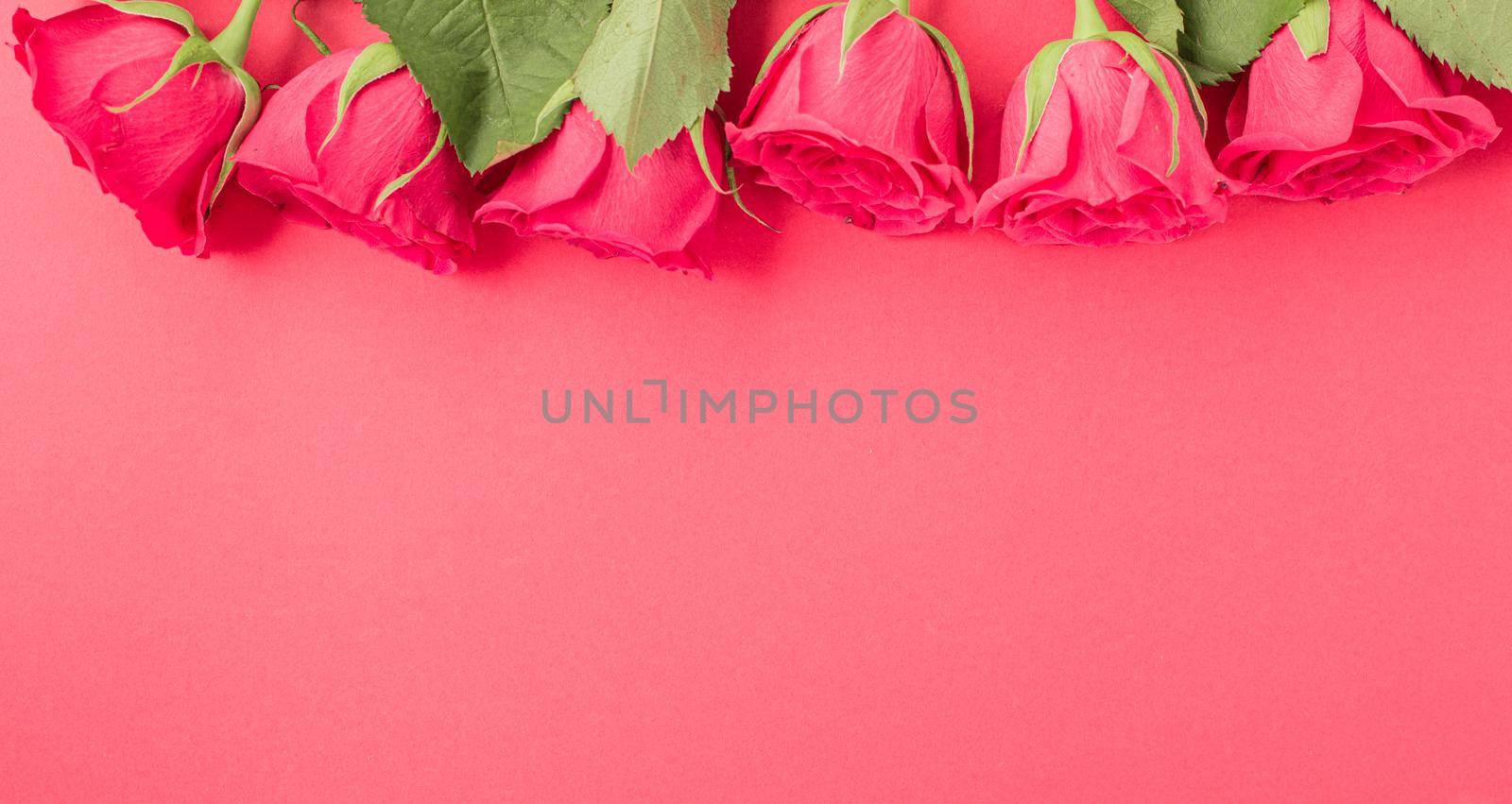 Minimal creative fresh roses on a pastel pink background. Gift concept for Valentine's Day, Wedding or Birthday, banner format. copyspace for text. Flatlay.