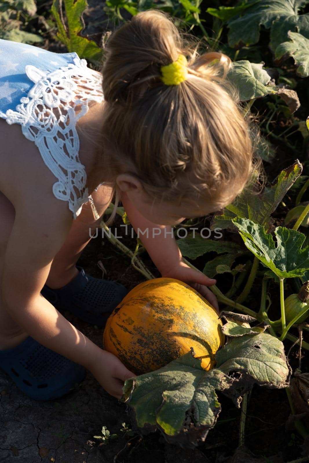 The girl takes in her hands an orange ripe pumpkin in the garden. Thanksgiving and autumn harvest concept.