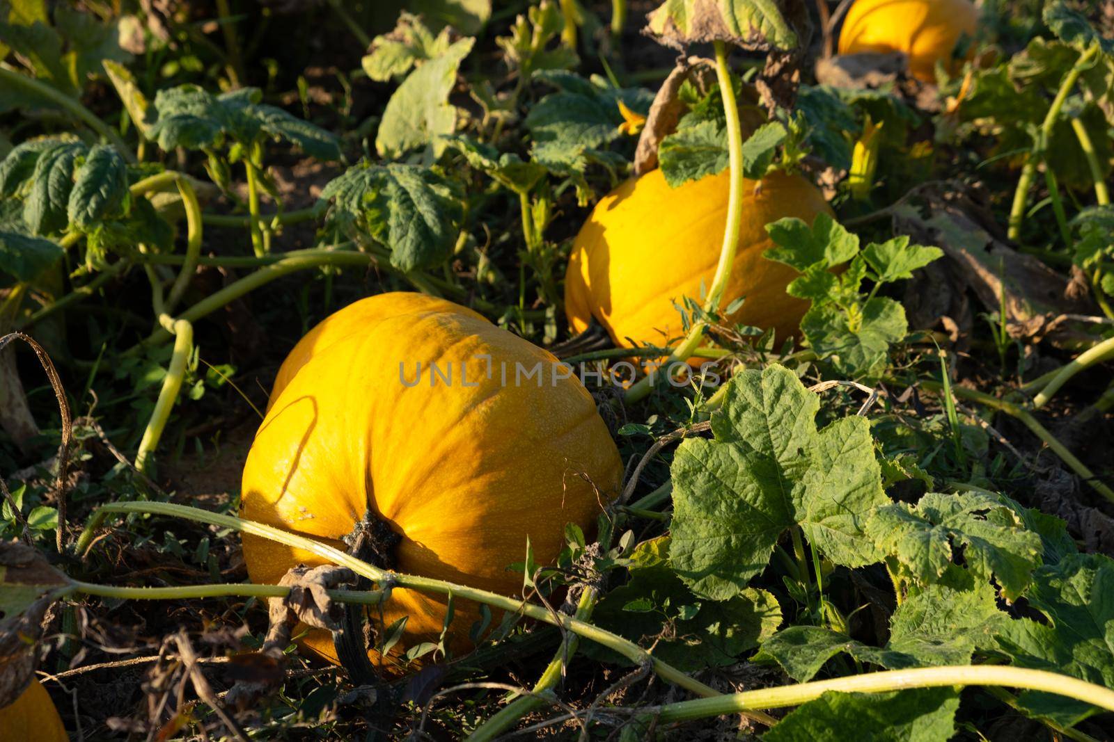 Orange ripe pumpkins in the garden. Thanksgiving and autumn harvest concept by ssvimaliss