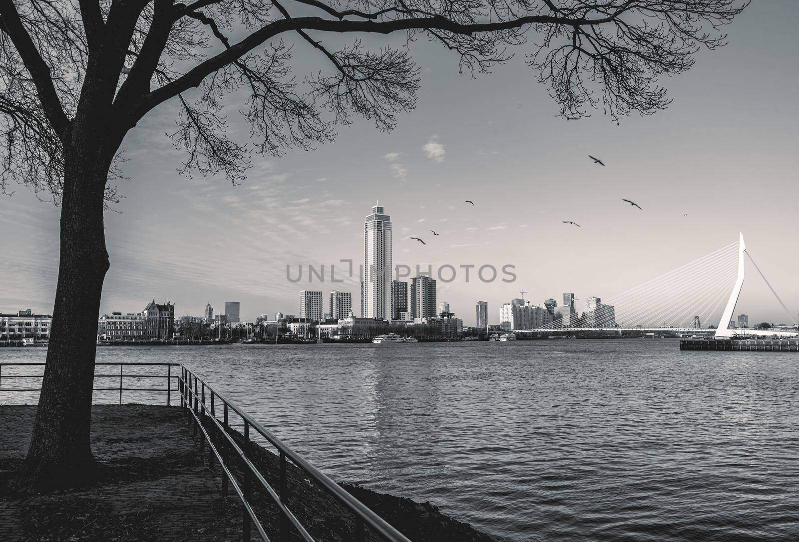 skyline of Rotterdam on 11 January 2022.