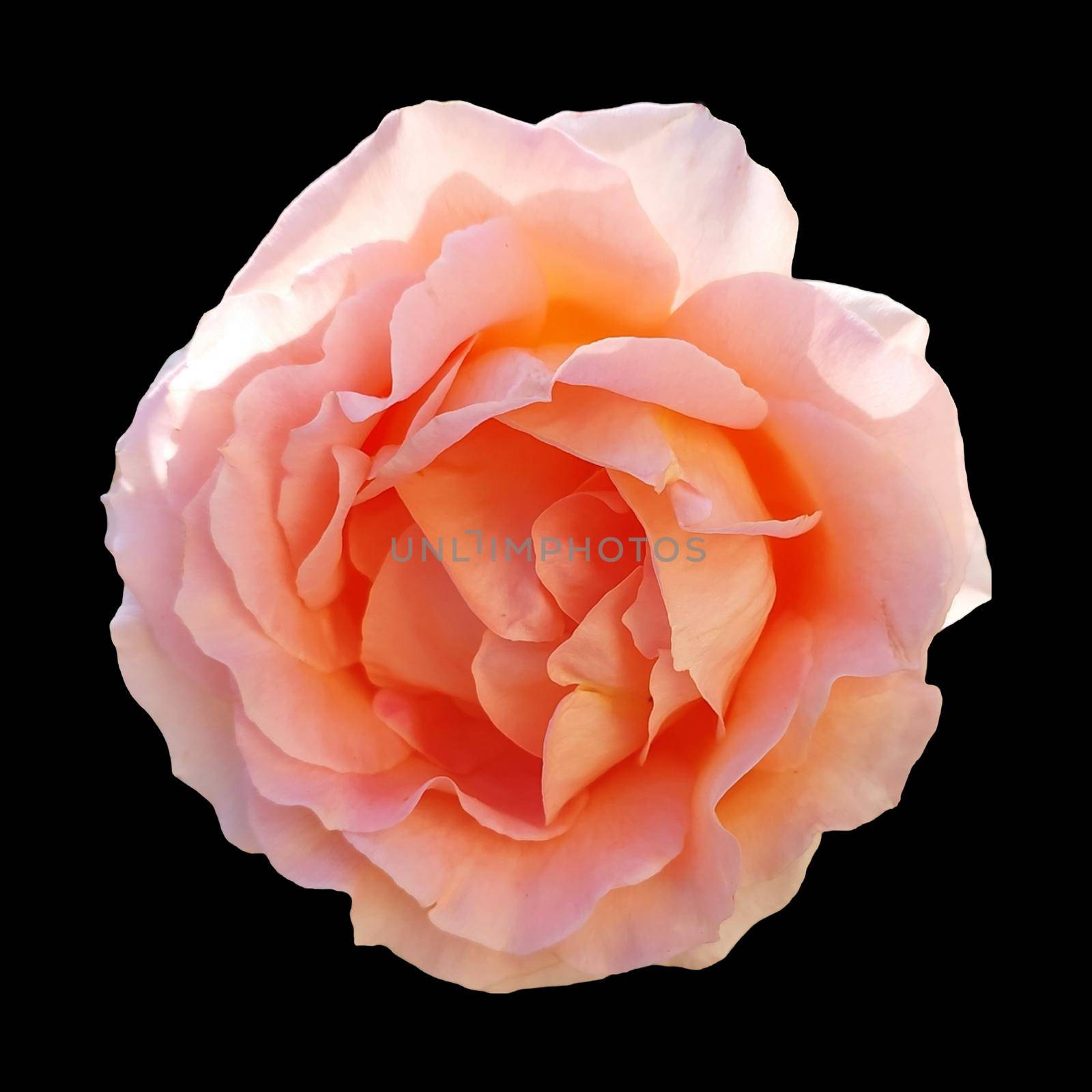 pink rose isolated on black background dicut with clipping path by gallofoto