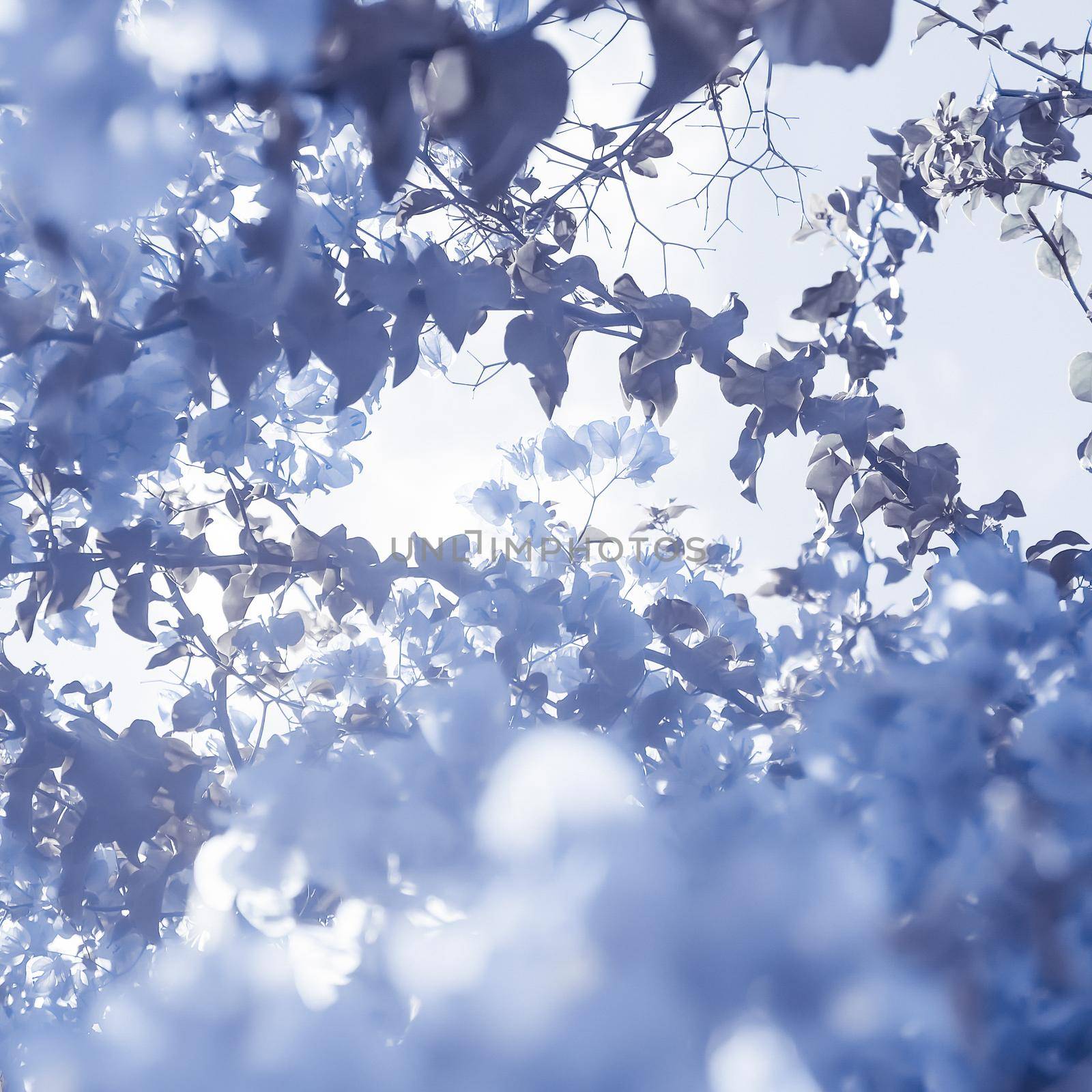 Flower background, spring nature and botanical beauty concept - Blue floral composition