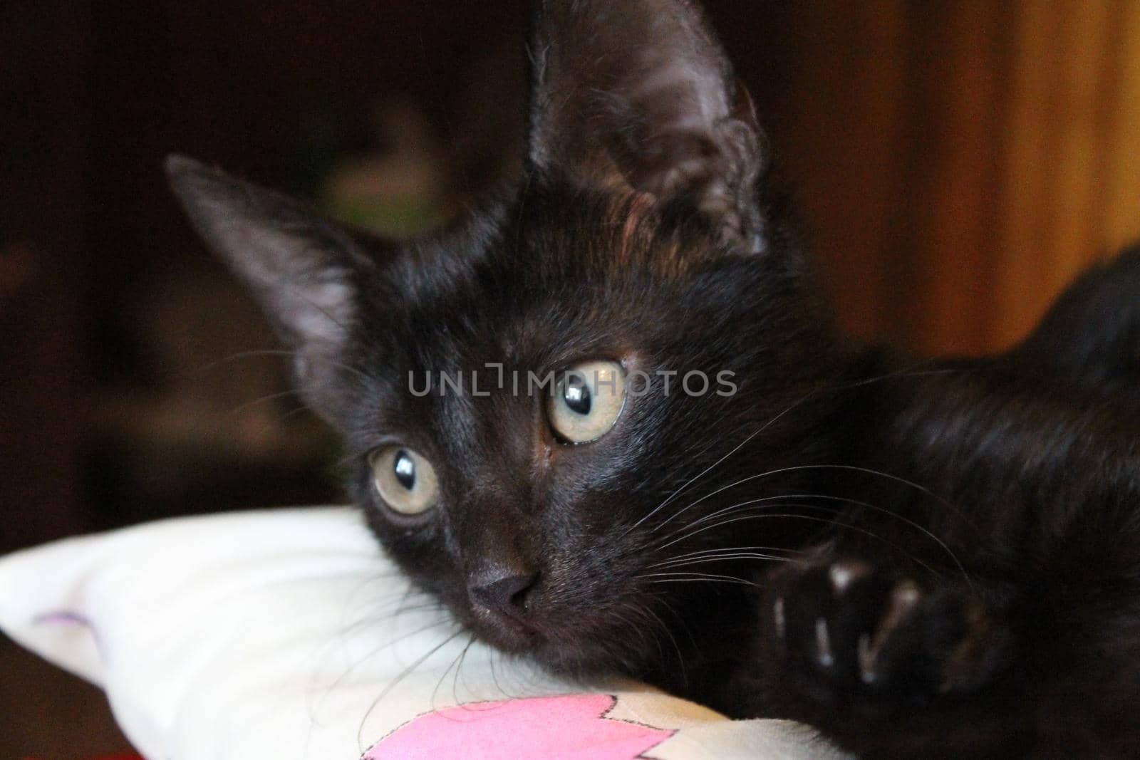 Black cat on pillow close-up. High quality photo
