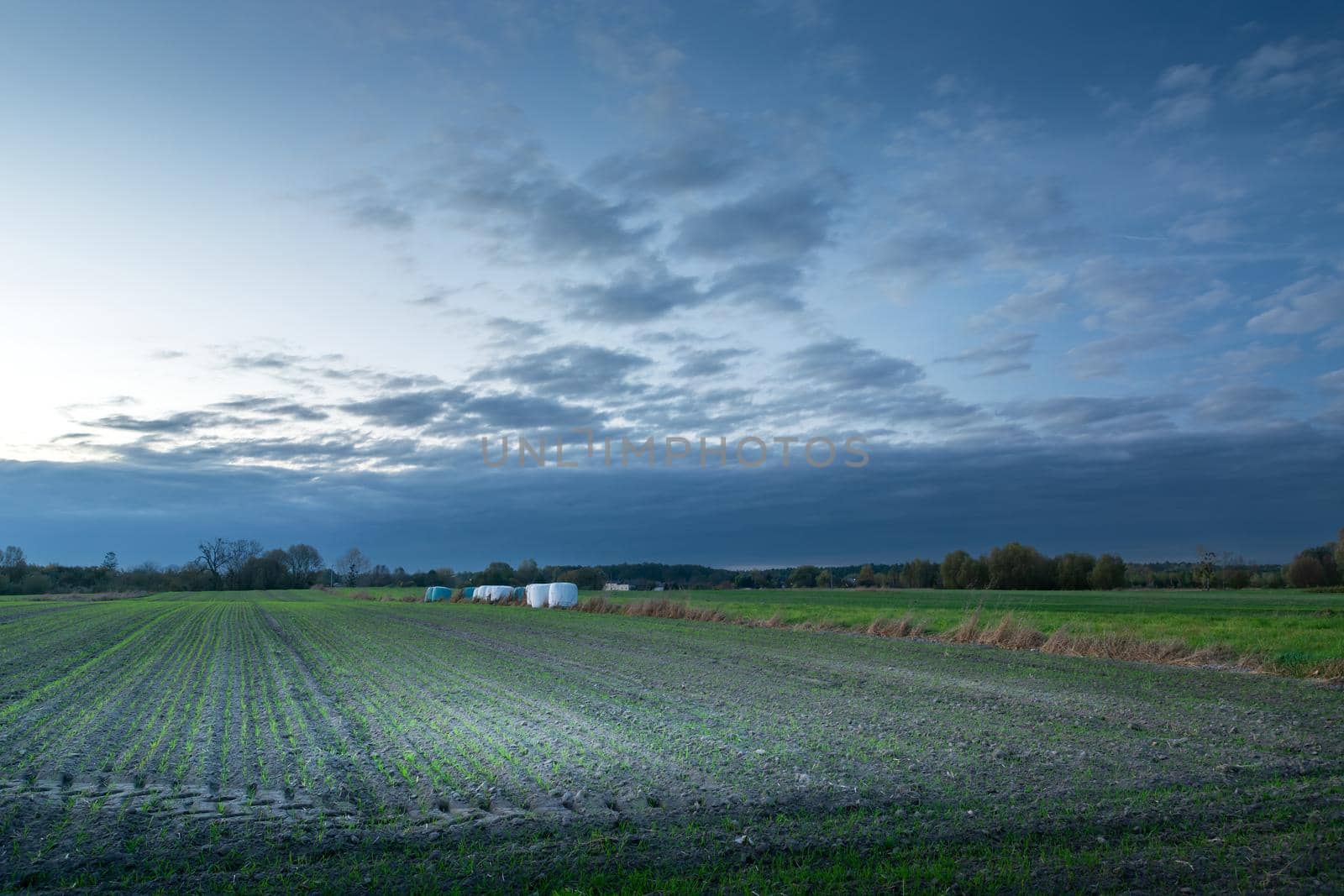 Evening clouds over the horizon and young green plants in a rural field