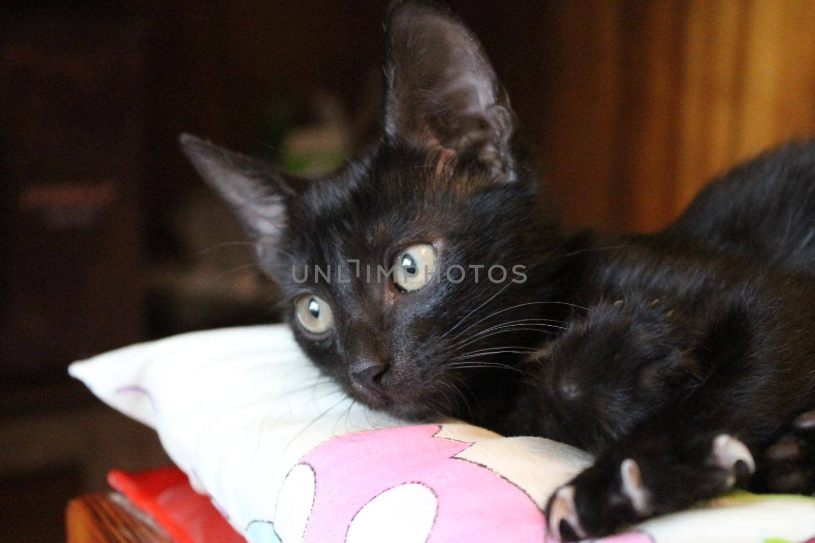 A black young cat with large ears and exposed claws lies on a pillow. High quality photo