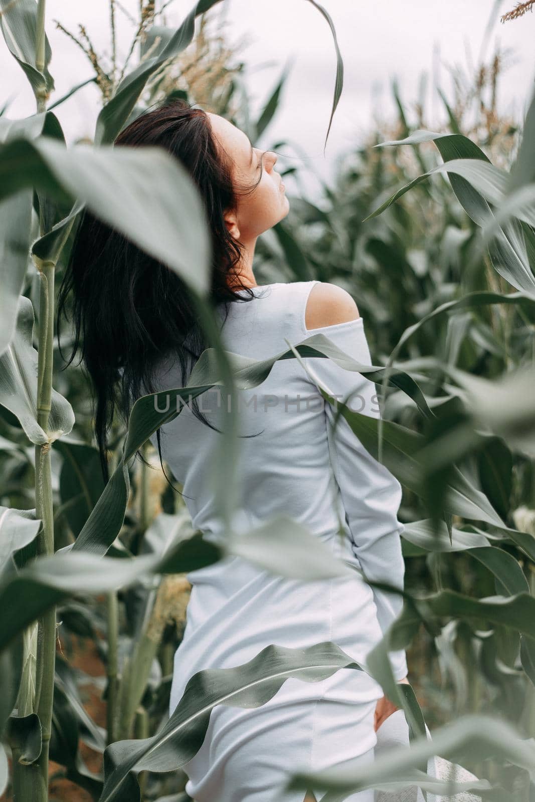 A brunette girl in a white dress in a cornfield. The concept of harvesting.