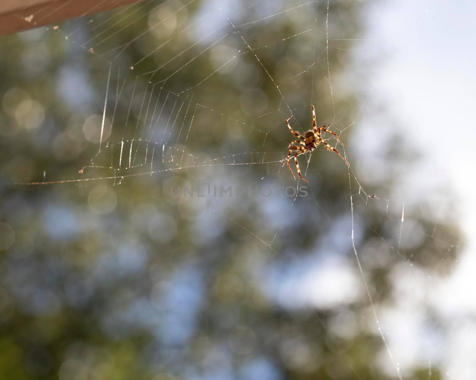 Orb weaver spider on its web backlit by the sun.