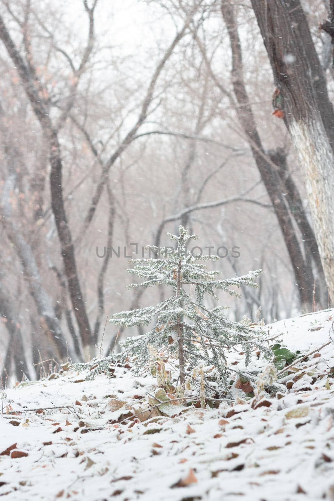 Little cute Christmas tree spruce is covered with snow on hillside in forest, first snowfall, winter landscape in woodland, vertikal image