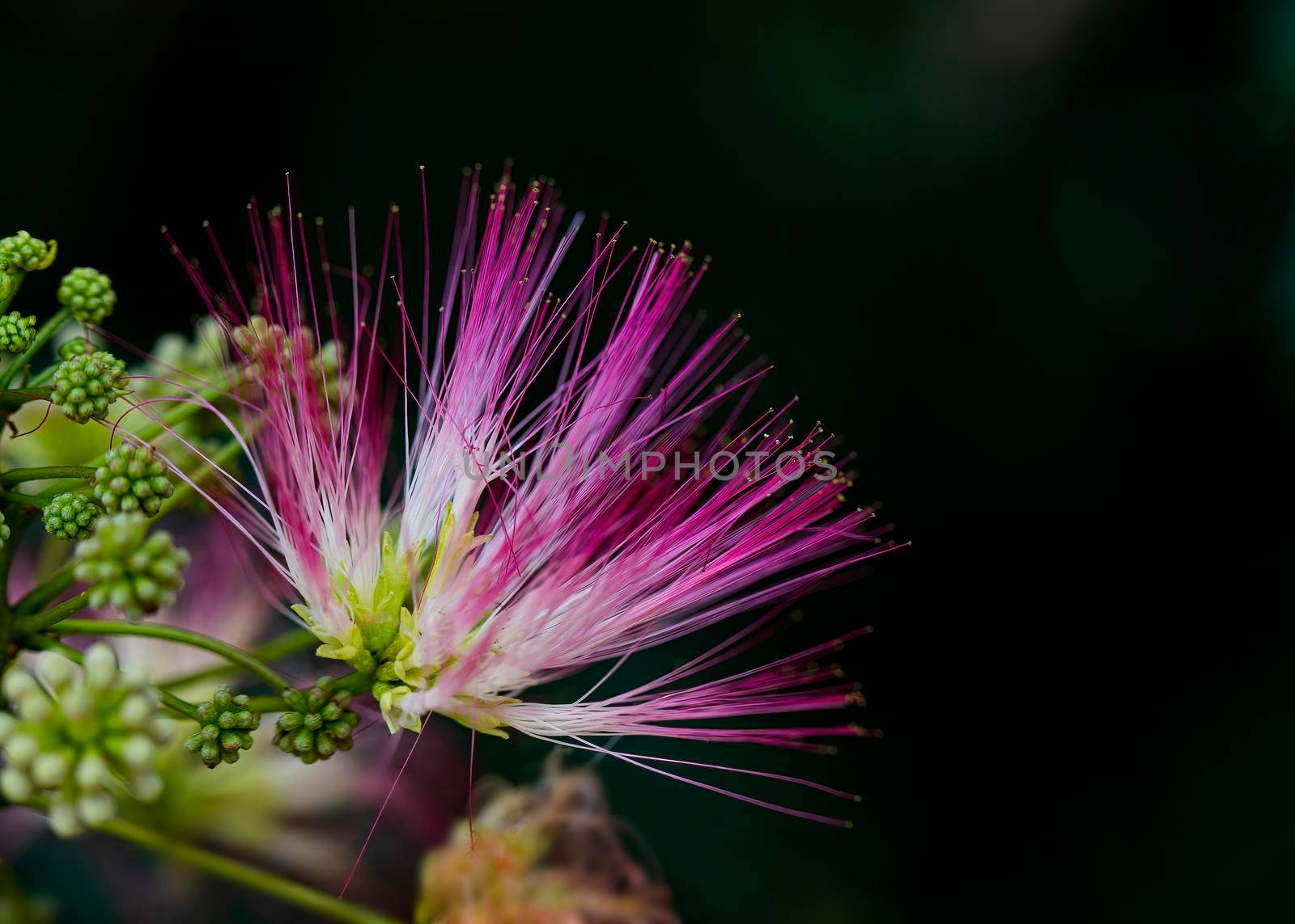 Close-up view of sunlit pink mimosa tree bloom.