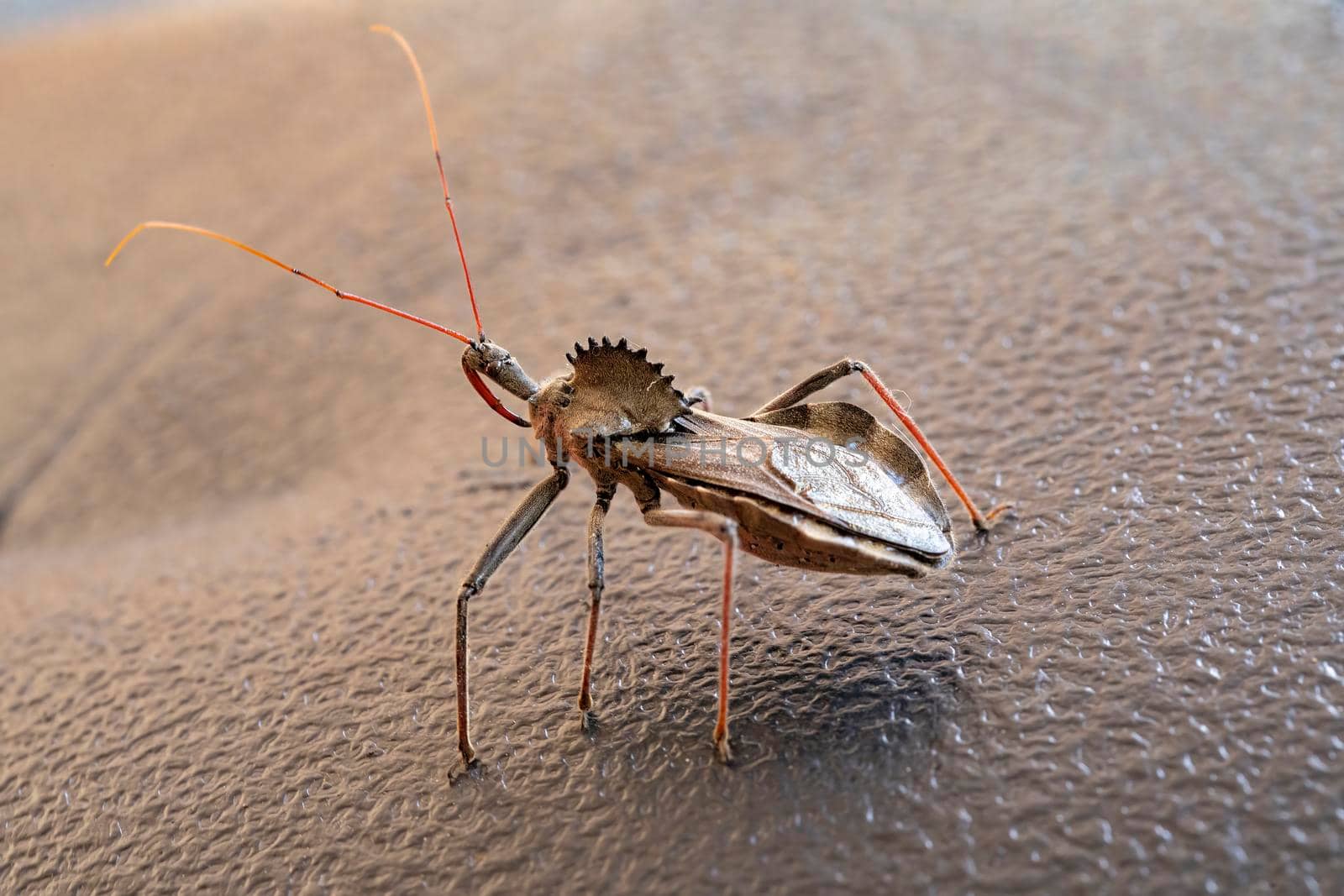 A prehistoric looking insect, the sail-back dinosaur bug.