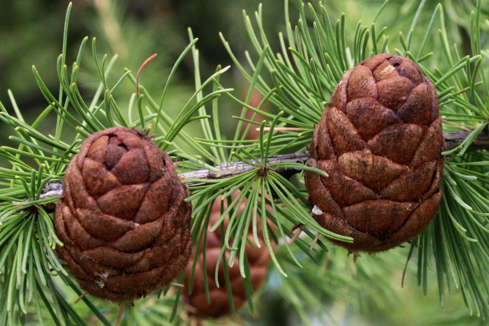 Pine cones close-up on a branch with green pine needles. Natural background.