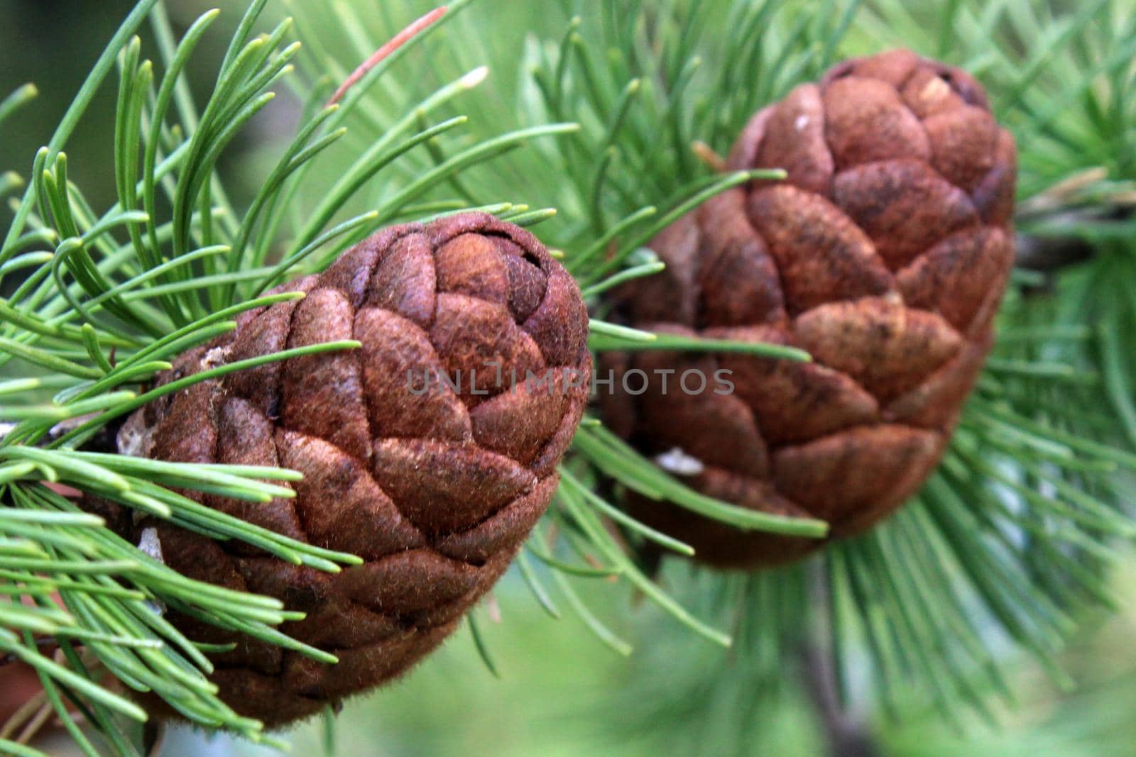 Pine cones close-up on a branch with green pine needles. Natural background.