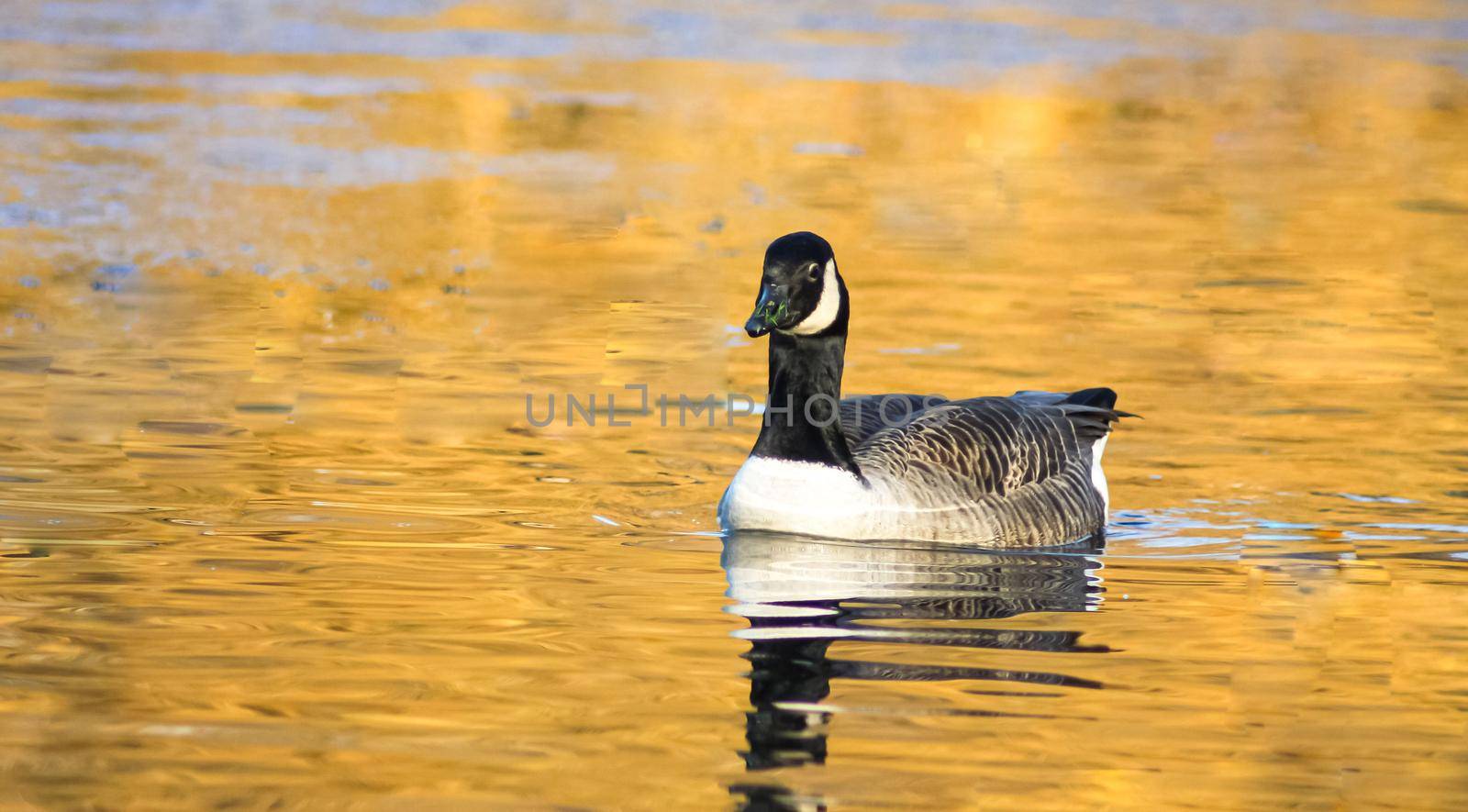 beautiful goose and swan on blue lake water in sunny day during summer, swans on pond, nature series in the park birmingham uk