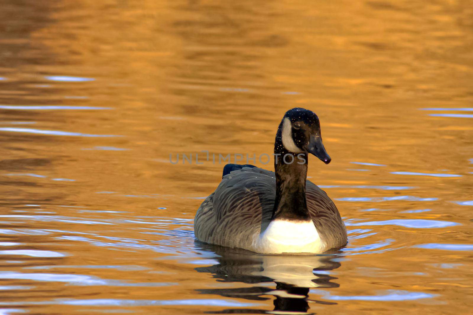 beautiful goose and swan on blue lake water in sunny day during summer, swans on pond, nature series in the park birmingham uk