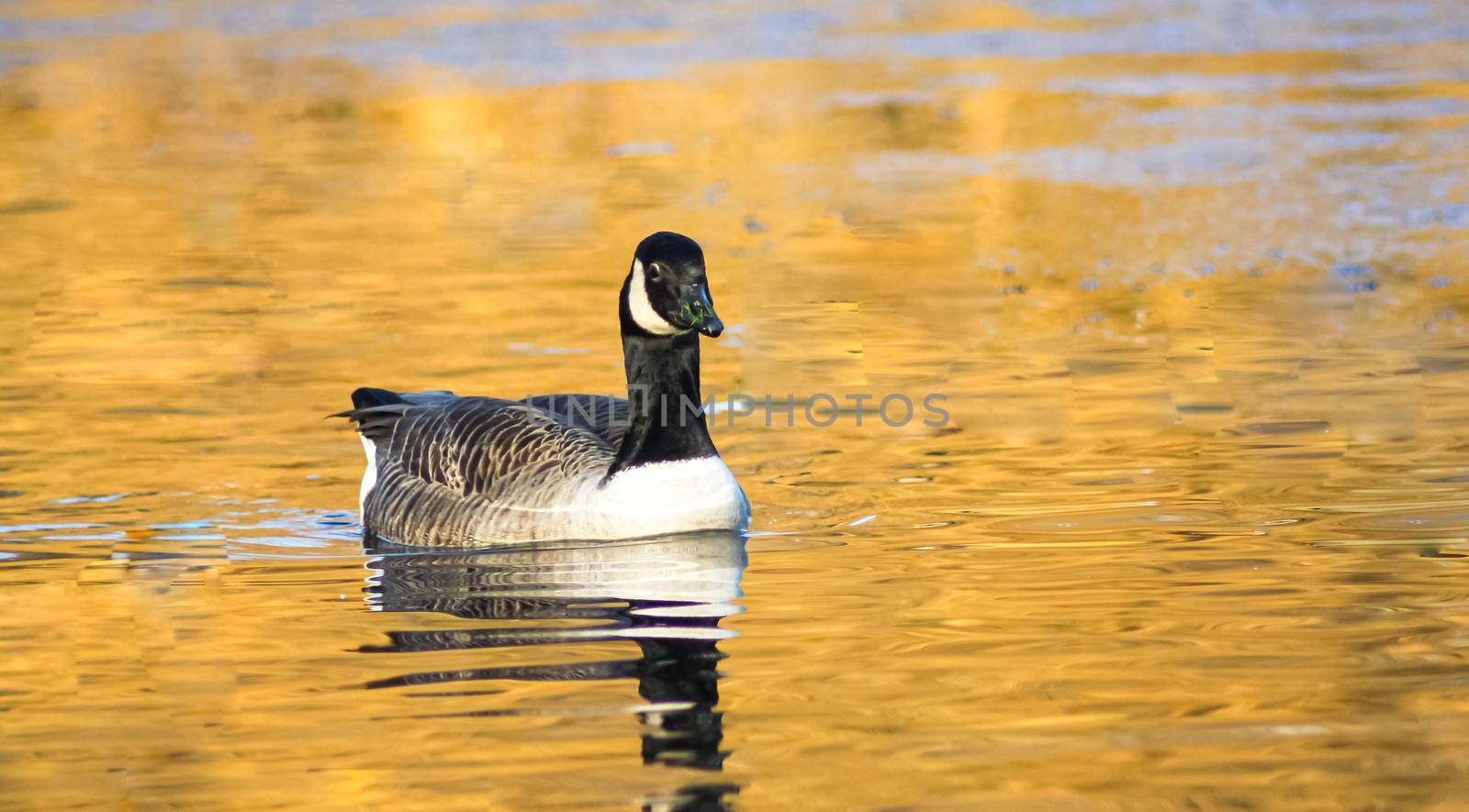 beautiful goose and swan on blue lake water in sunny day during summer, swans on pond, nature series in the park birmingham uk