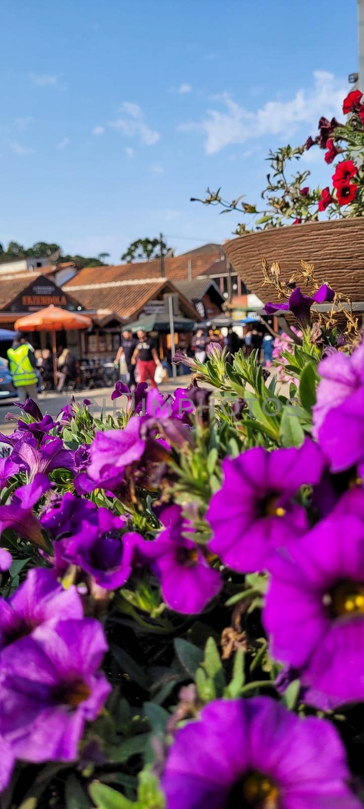 garden of colorful autumn flowers planted with love, in Minas Gerais, Brazil