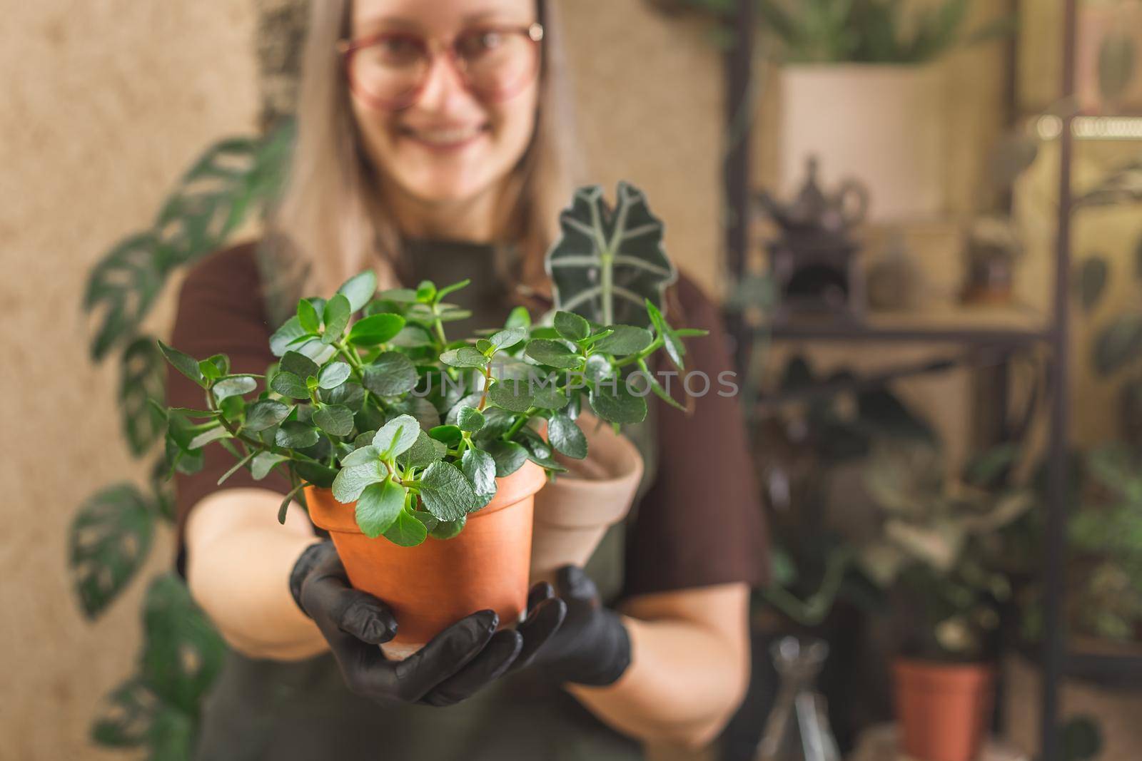 Happy Middle age female gardener wearing apron and glasses taking care for house plants. Small business concept, freelance gardening or hobby