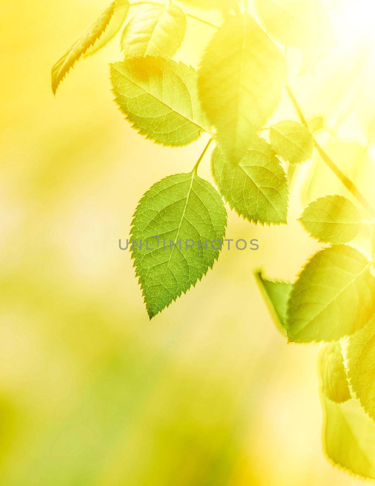 Nature background, sustainable solar energy, environmental concept - Fresh green leaves in spring