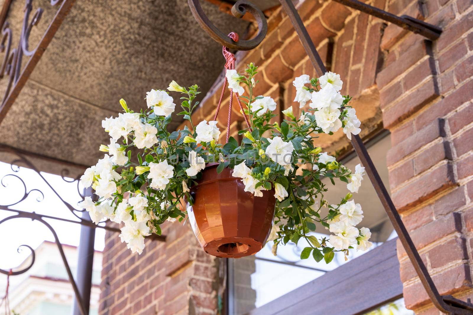 a pot of beautiful white garden flowers hangs on the porch in front of the brick wall of the house. Decor and decorations of the building outside