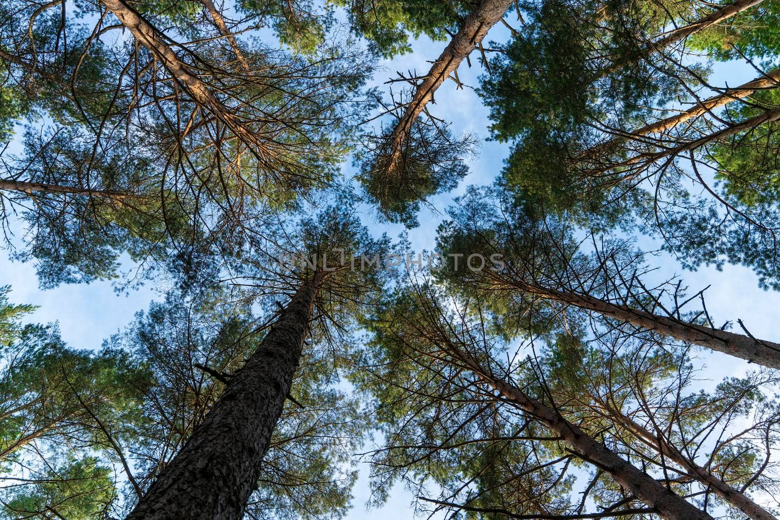 tree trunks go up into the sky in the forest. the tranquility and silence of nature. View of the sky with pine trees going up