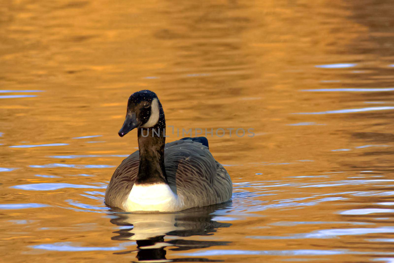 beautiful goose and swan on blue lake water in sunny day during summer, swans on pond, nature series in the park birmingham uk