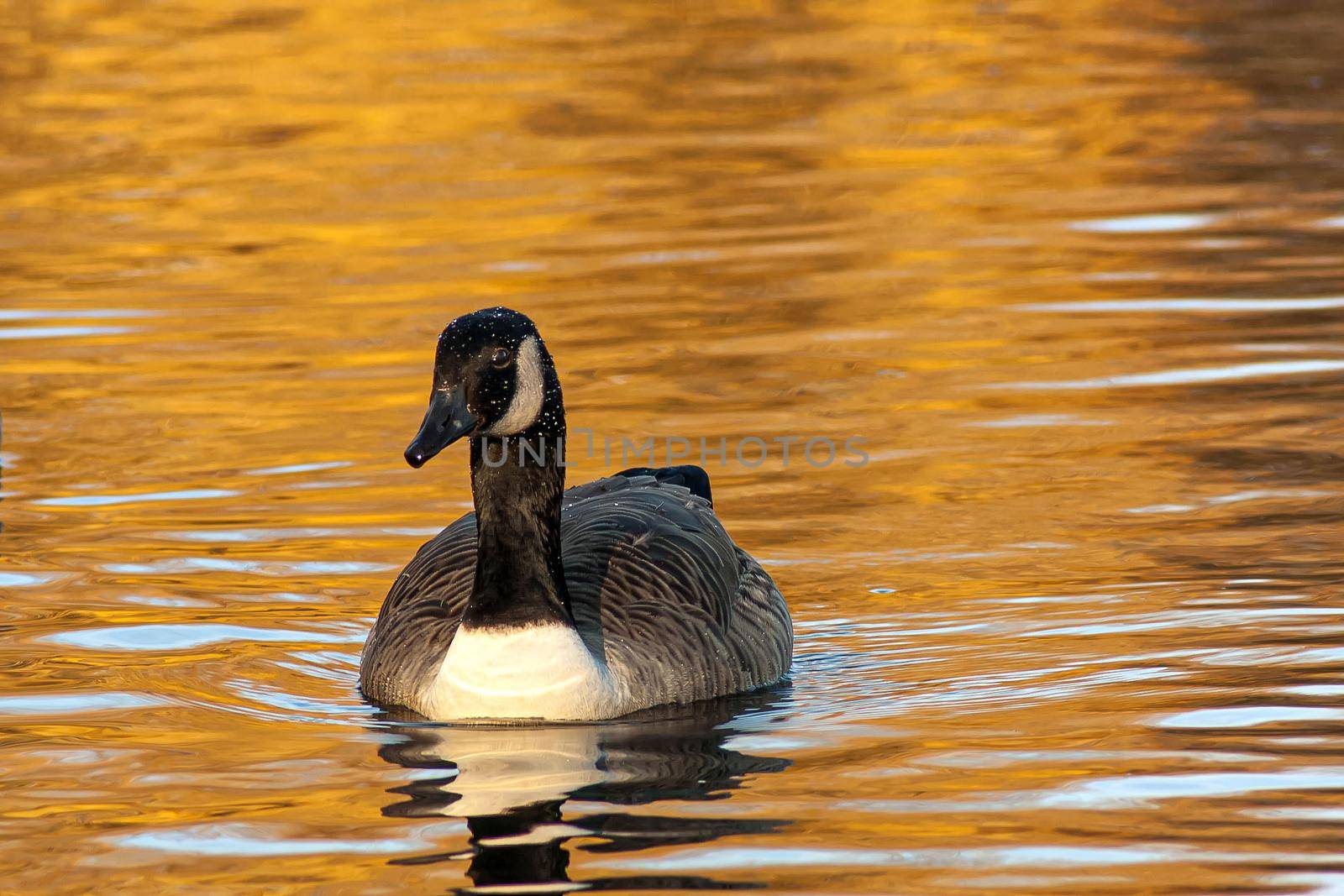 beautiful goose and swan on blue lake water in sunny day during summer, swans on pond, nature series in the park birmingham uk