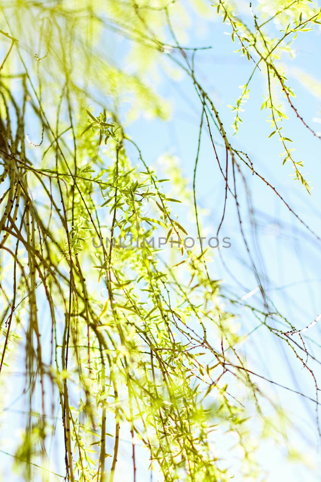 Natural environment, botanical textures and bioenergy concept - Green leaves in springtime, nature background