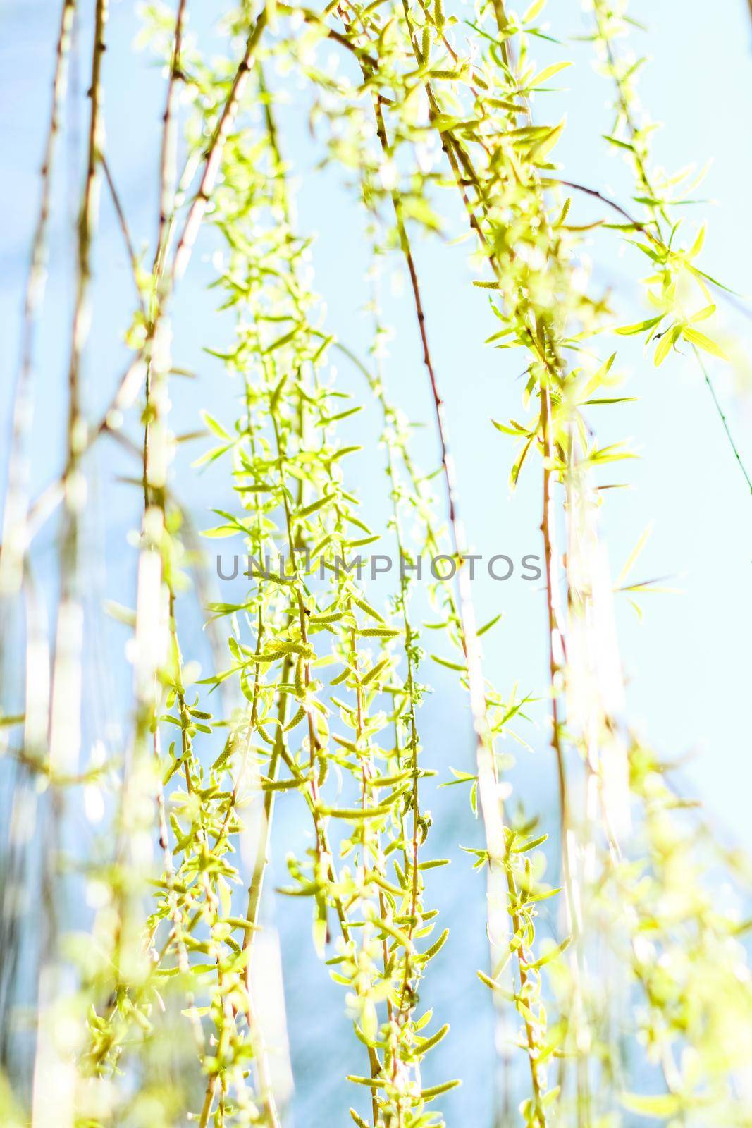 Natural environment, botanical textures and bioenergy concept - Green leaves in springtime, nature background