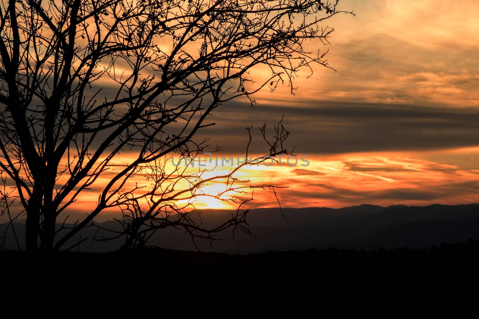 Sunset orange landscape with a tree silhouette in Maians in Barcelona