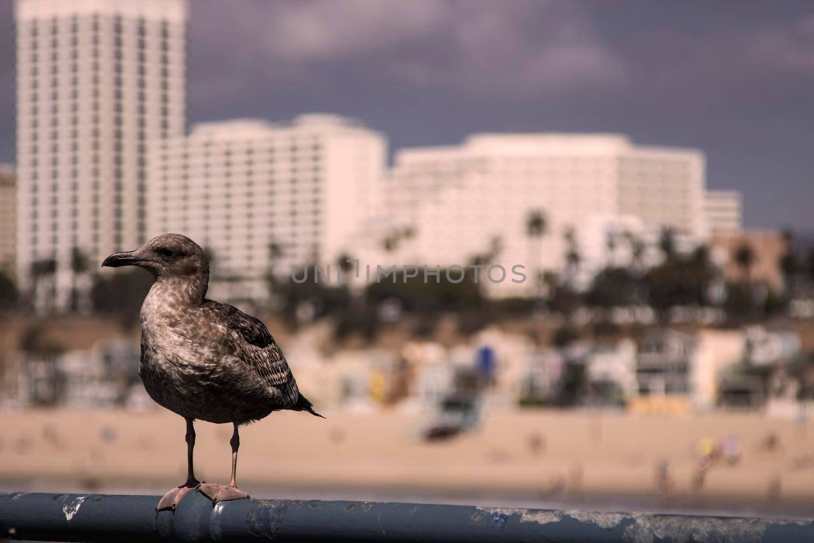 Portrait of a bird in the coast in front of the skyline of Santa Monica in Los Angeles