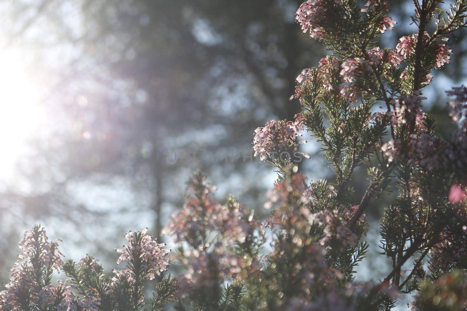 Nature photography showing flowers and the sunlight