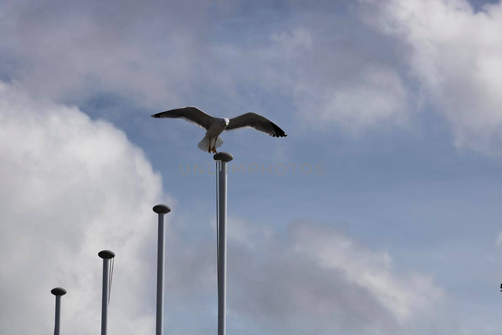 Seagull landing by ValentimePix