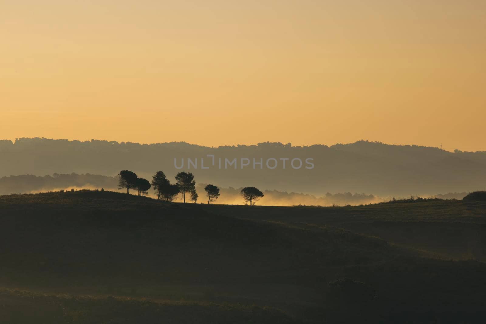 Some trees over the hill surrounded by morning mist and under a golden hour color sky