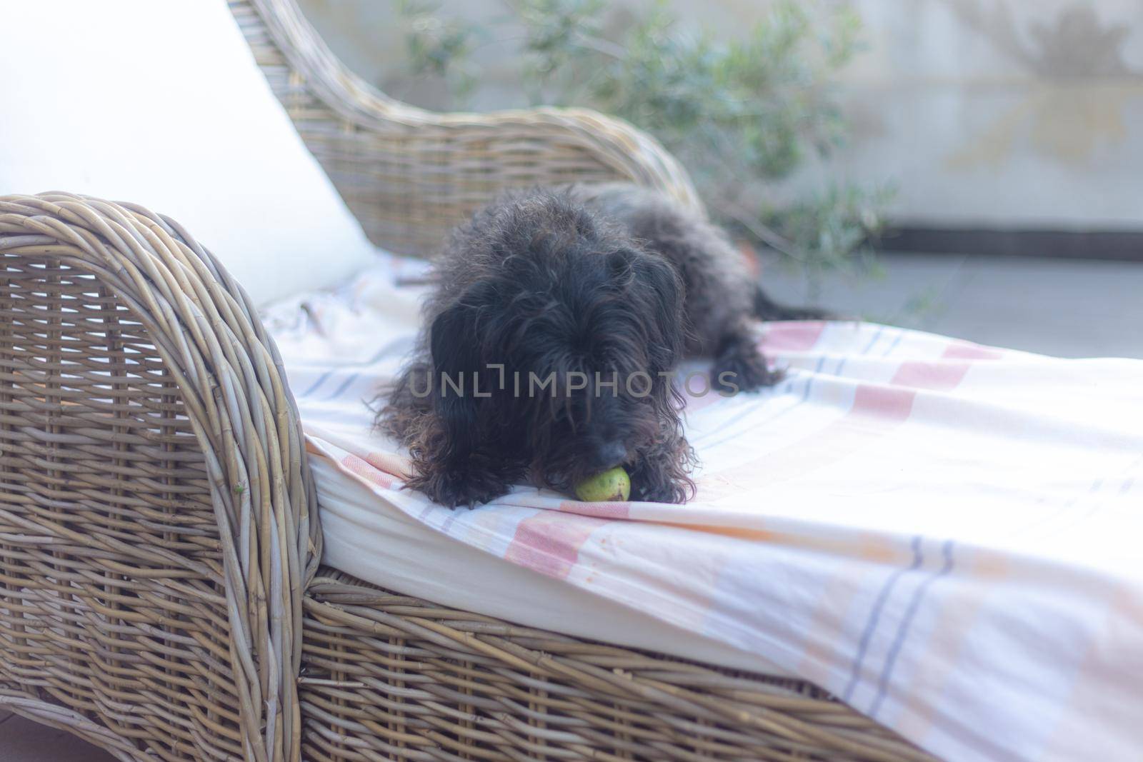 portrait of a dog resting outdoors at home