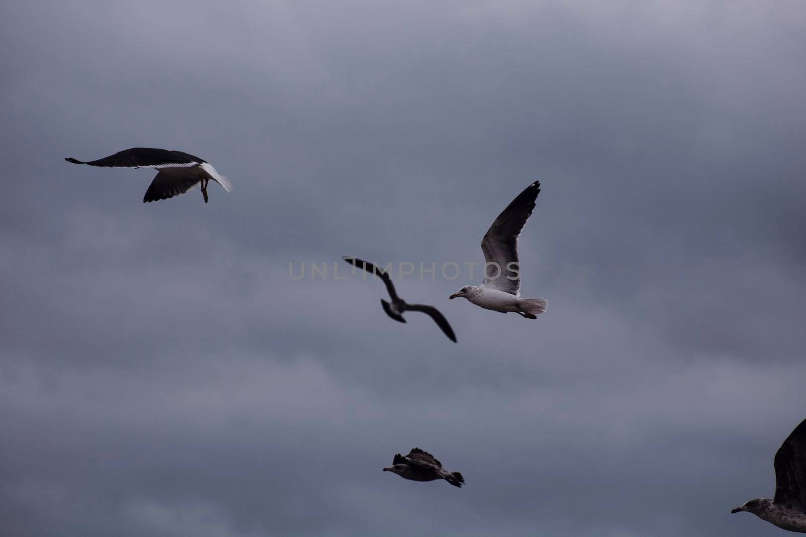 Some seagulls flying in the cloudy sky