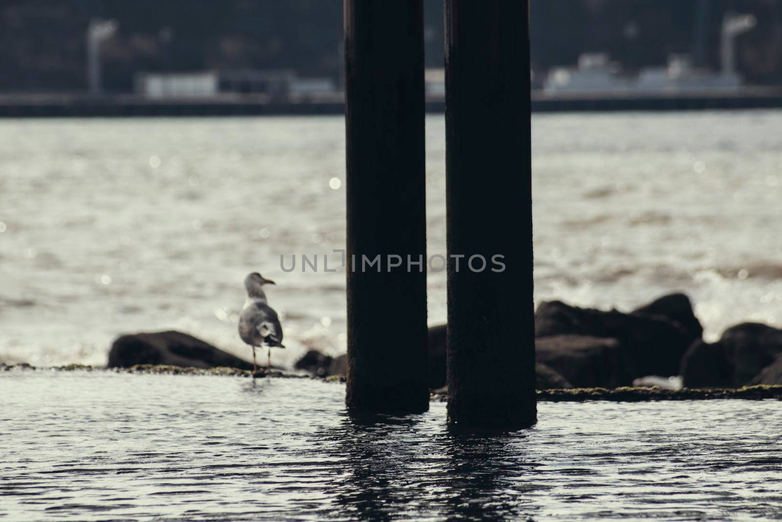 A bird next to two pillars in the water in Lisbon