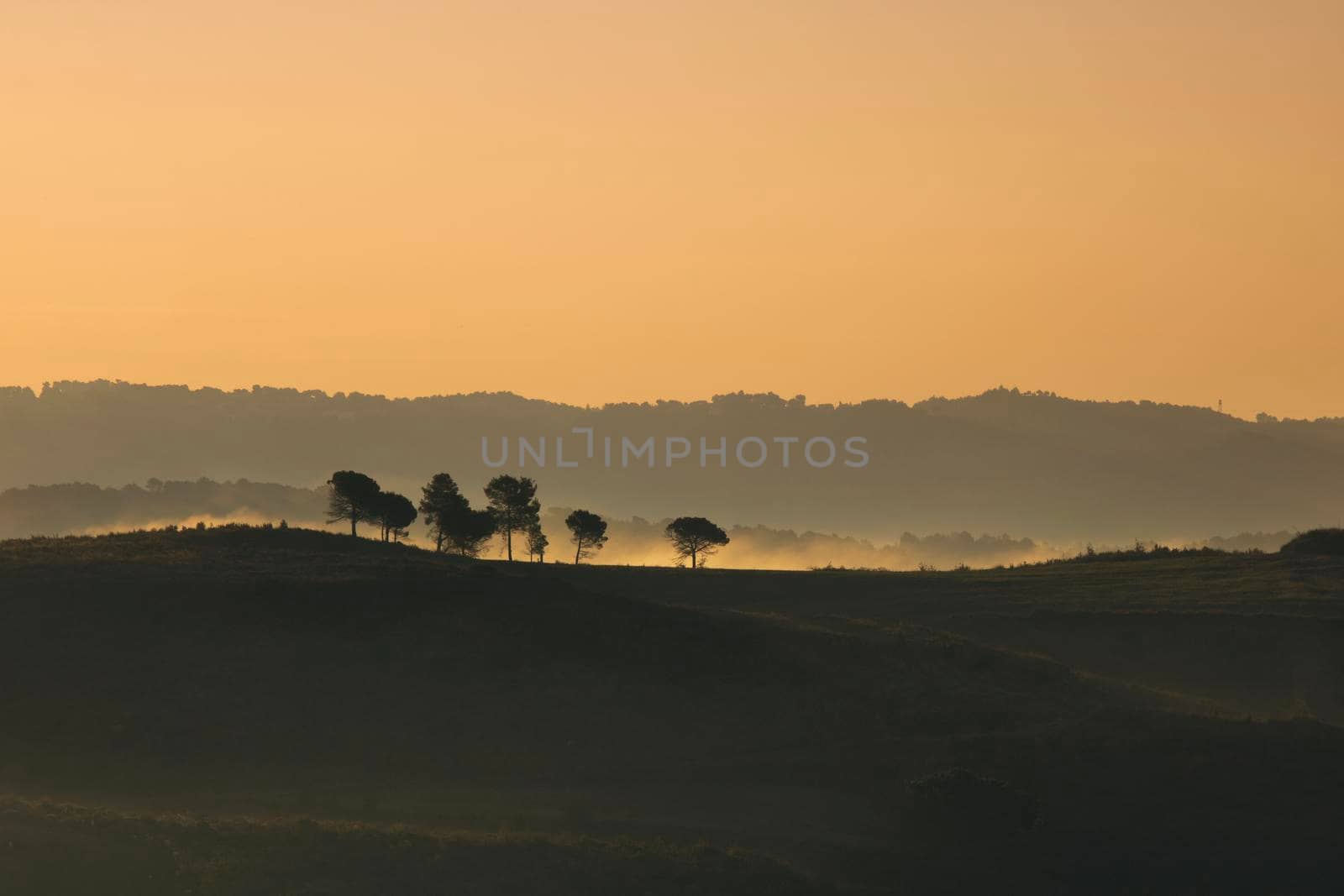 Lonely trees over the hill in a misty morning