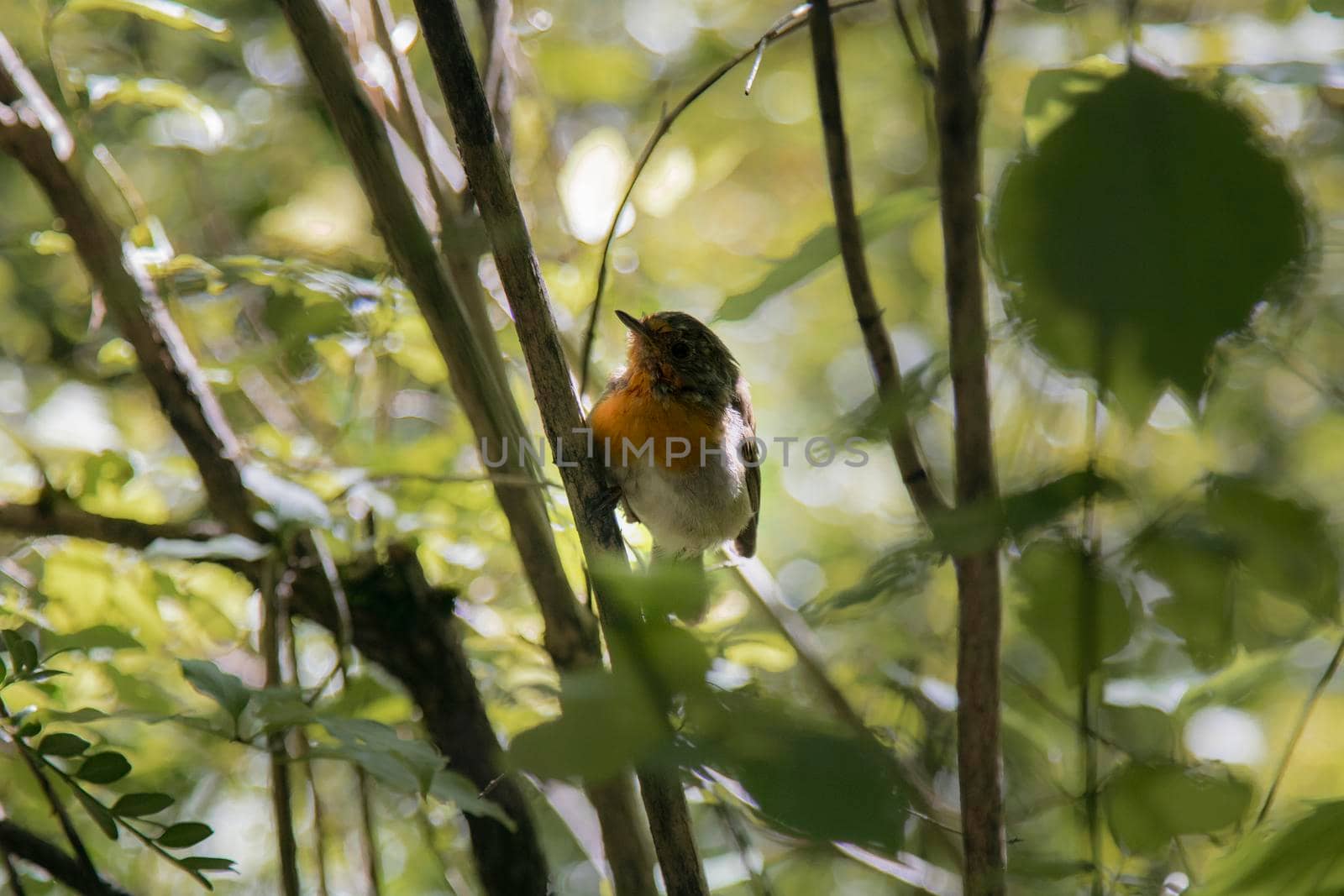 Beautiful small bird among some branches in the forest