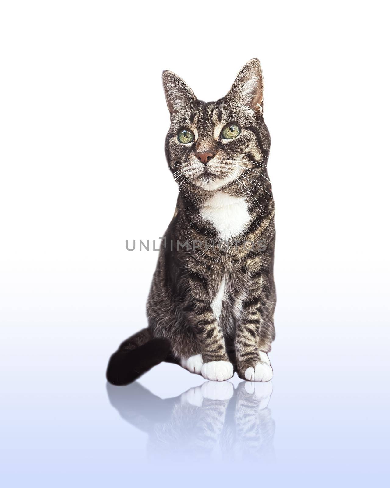 Beautiful female tabby cat, lovely adorable pet by Anneleven