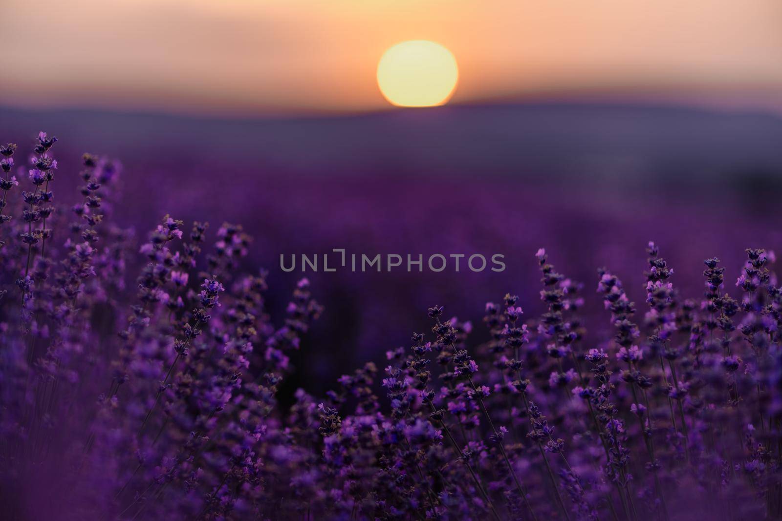 Blooming lavender in a field at sunset in Provence. Fantastic summer mood, floral sunset landscape of meadow lavender flowers. Peaceful bright and relaxing nature scenery