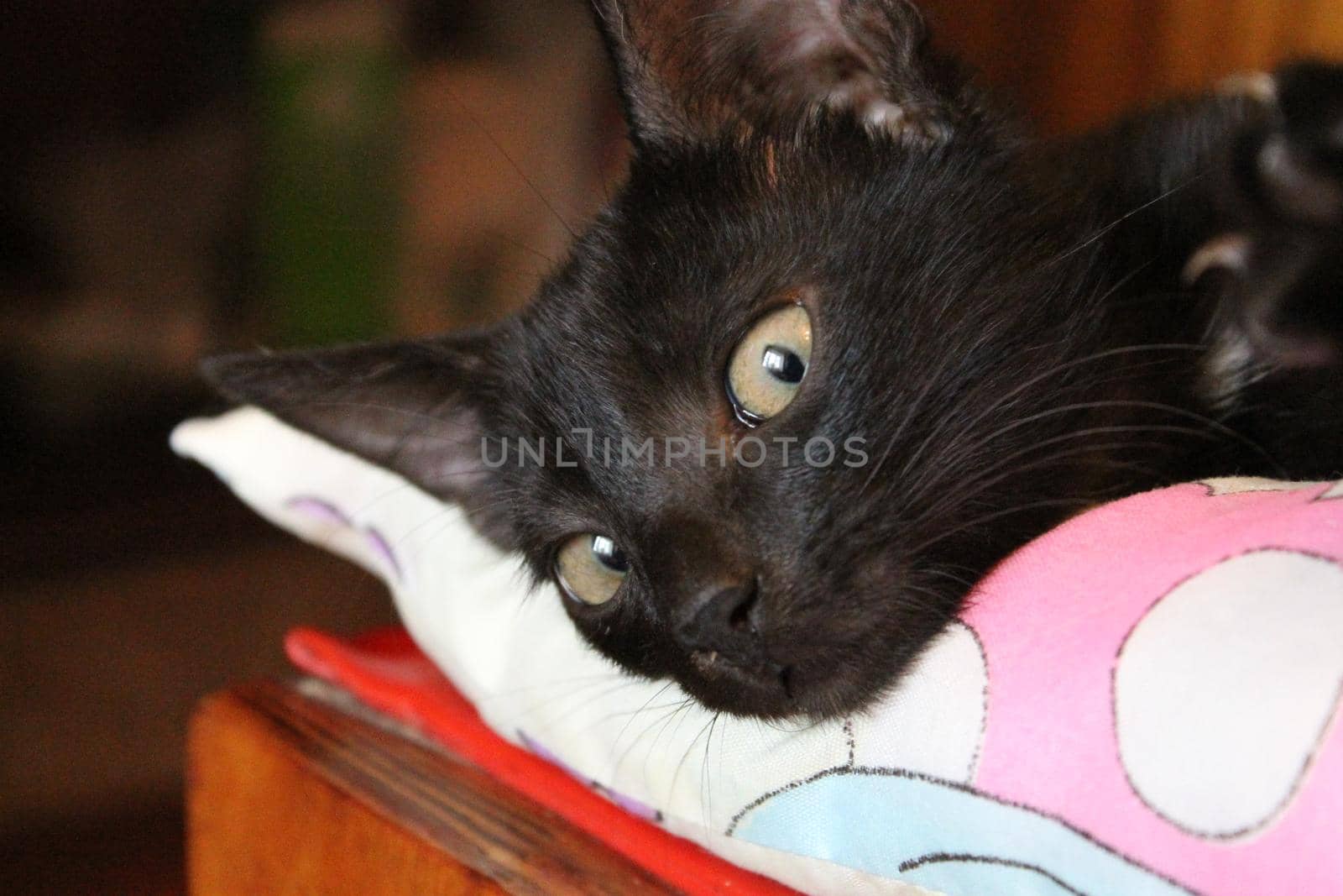 A black kitten lies on a pillow and looks into the camera, a pet. by voktybre