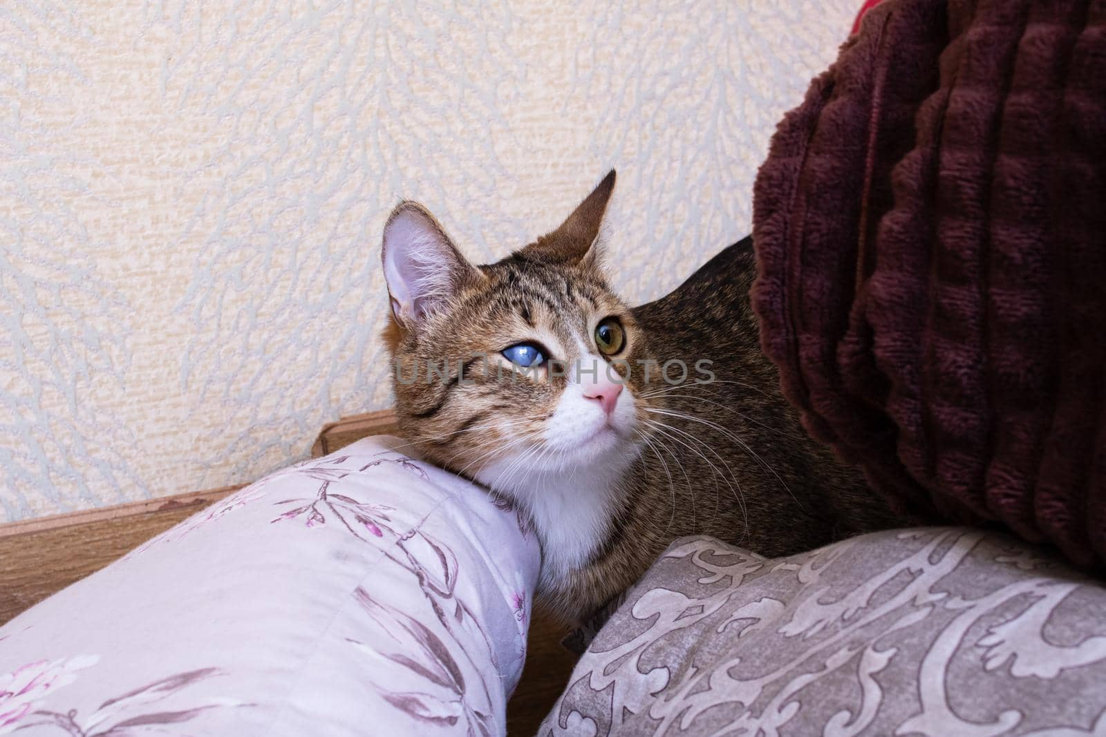 A frightened cat hides behind pillows close up