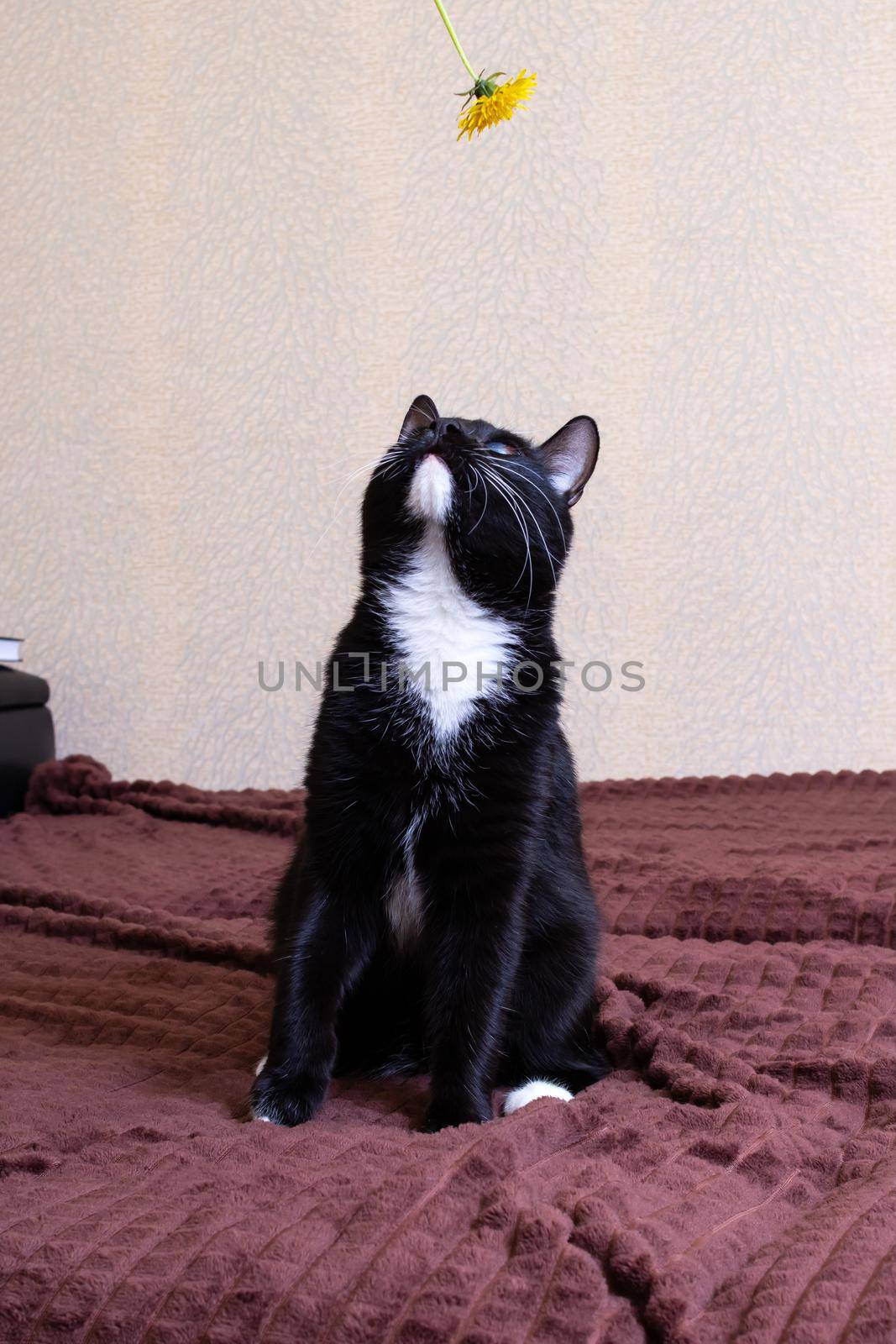 Black kitten with a dandelion on the bed close up