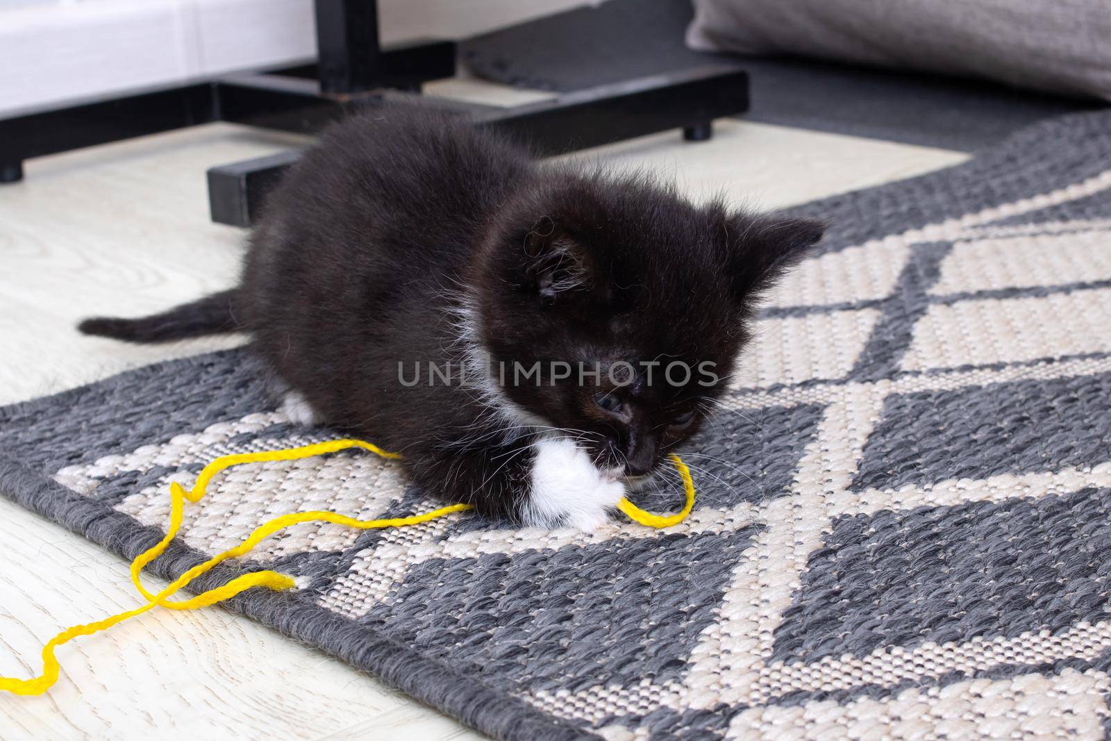 Little black kitten playing with rope close up