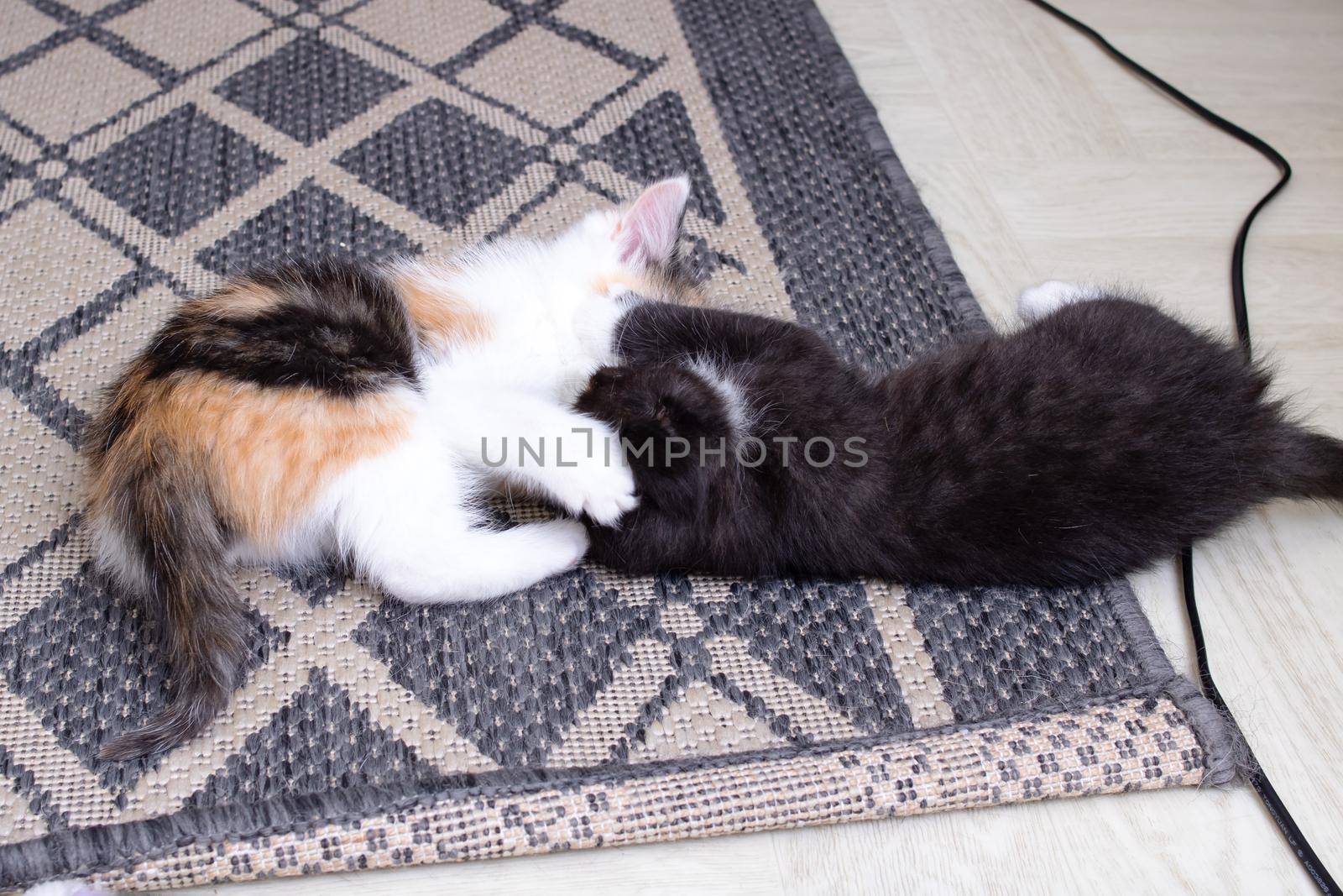 Two little kittens playing on the carpet by Vera1703